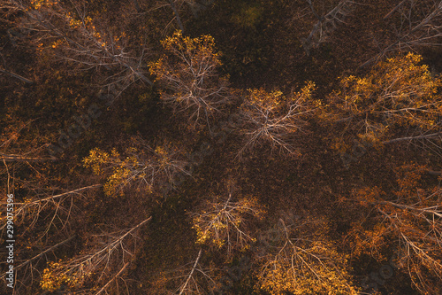 High angle view of cottonwood trees in autumnal forest photo