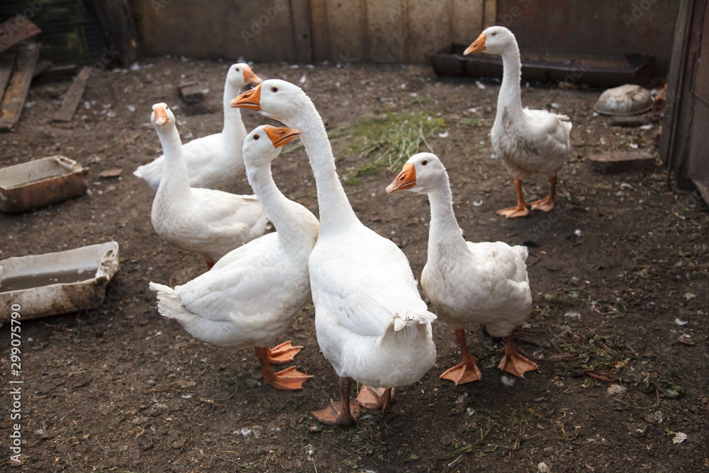 Obraz premium Group of White Goose in the garden