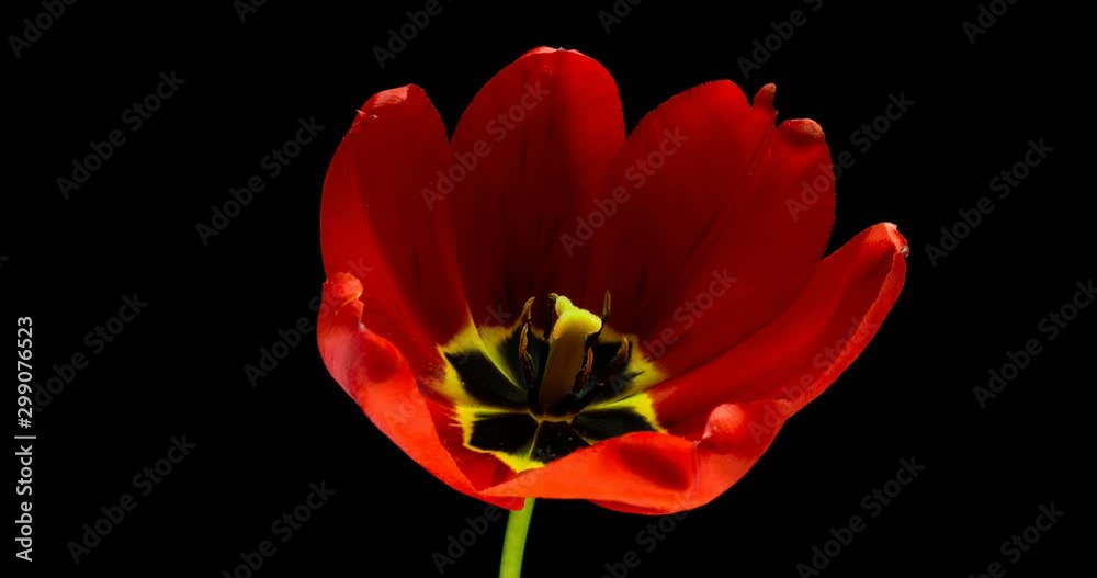 Timelapse of tulip flower blooming on black background Timelapse of tulip flower blooming on black background
