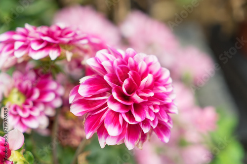 Beautiful bright purple chrysanthemum flower on the background