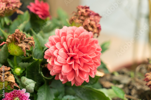 Beautiful bright red chrysanthemum flower on the background