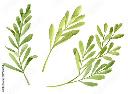 Watercolor tea tree leaves set. Hand drawn botanical illustration of Melaleuca alternifolia. Green medicinal plant isolated on white background. Herbs for cosmetics  package  essential oil.