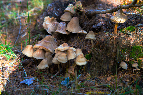 Inocybe mushrooms, grown on a larch stump.
