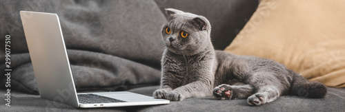 gray scottish fold cat lying on sofa and looking at laptop