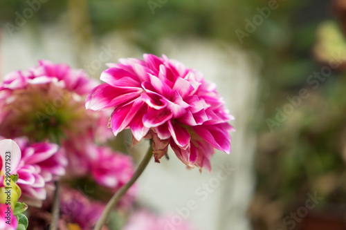 Beautiful bright purple chrysanthemum flower on the background