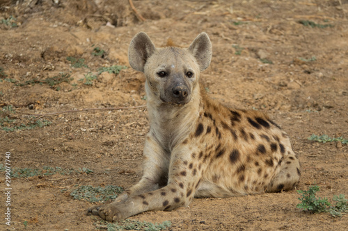 Wild hyena laid down on the ground