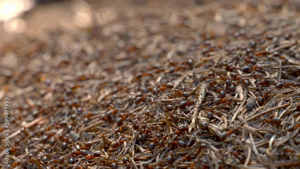 Ants Colony in Wildlife. Big Anthill in forest close-up. Natural background Ants Colony in Wildlife. Big Anthill in forest close-up. Natural background