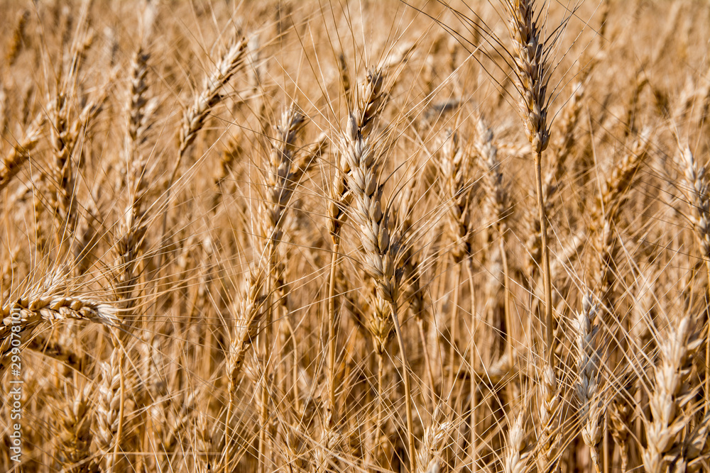 Fototapeta premium ears of wheat on the field