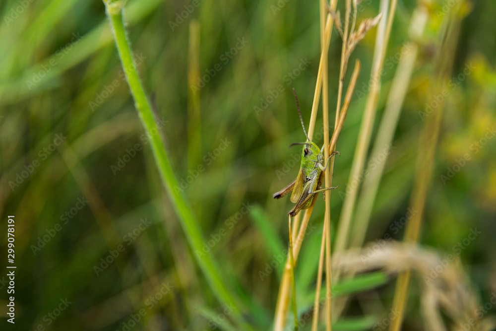grasshopper sitting in the grass grasshopper sitting in the grass