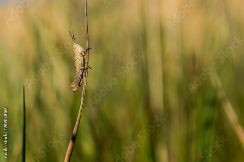 grasshopper sitting in the grass