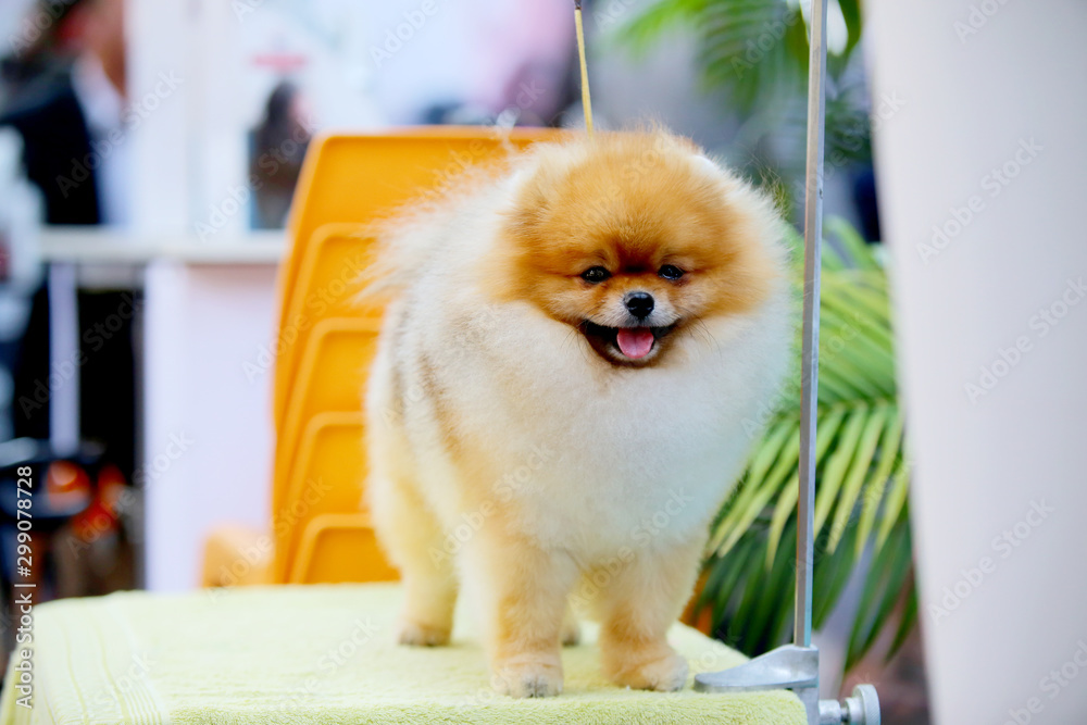 Pomeranian smiling on grooming table at the dog show. Fluffy dog smile.  Stock Photo | Adobe Stock