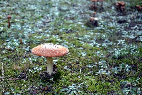 Amanita muscaria, muscimol mushroom. Commonly known as the fly agaric or fly amanita, classified as poisonous.