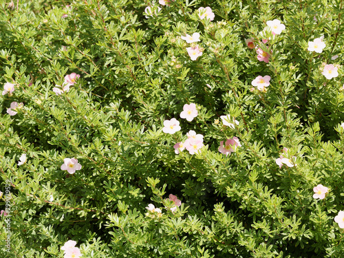 Potentilla ou Dasiphora fruticosa  |  Buisson de potentille arbustive aux fleurs rose et blanches