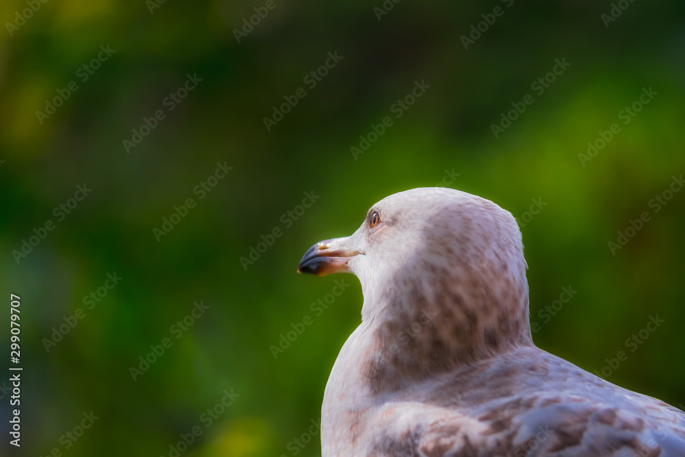 Herring gull juvenile portrait Herring gull juvenile portrait