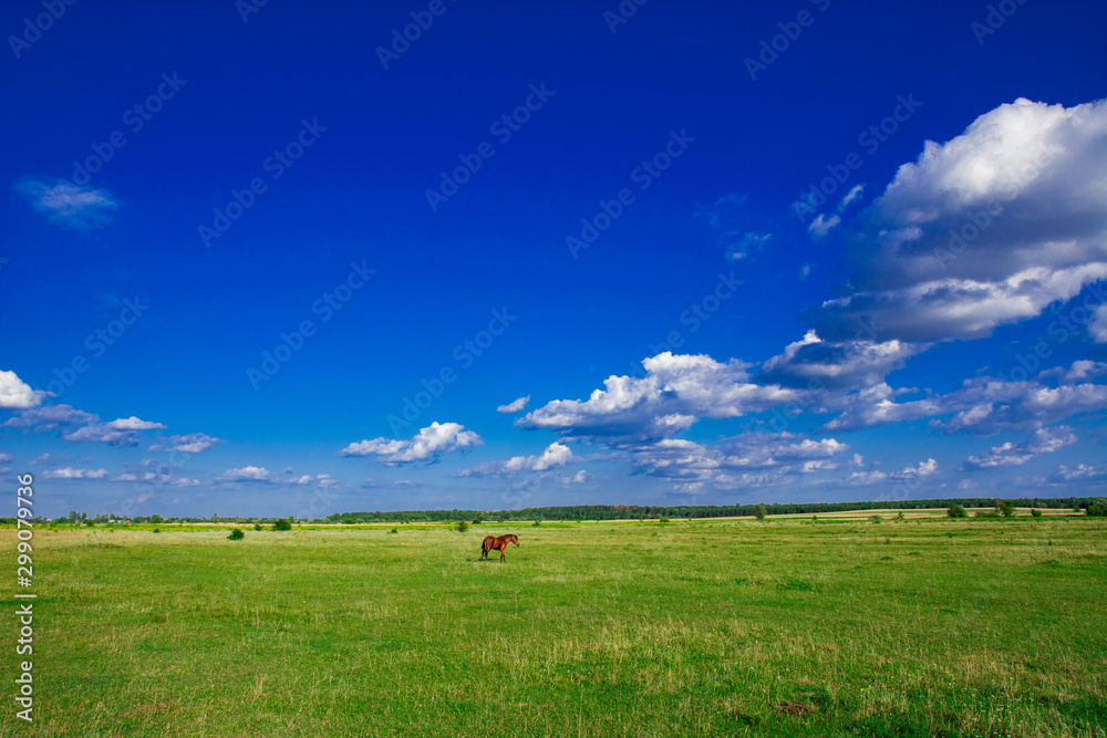 Horses in a meadow. Beautiful Horse and Summer field. Horses in a meadow. Beautiful Horse and Summer field.