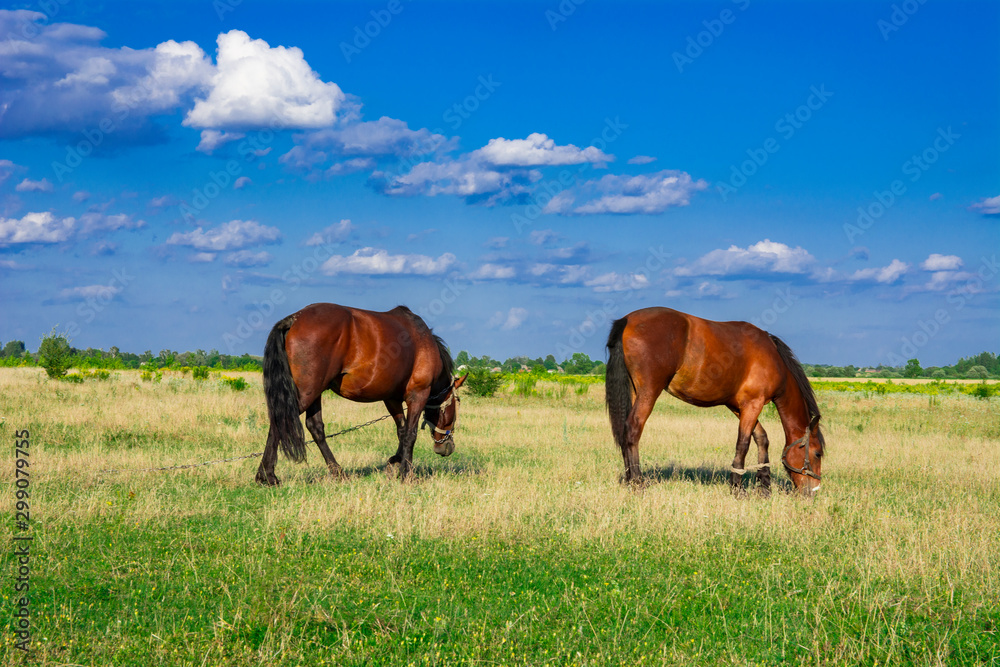 Horses in a meadow. Beautiful Horse and Summer field.