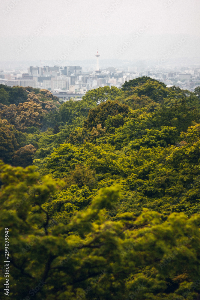 Japon - Temple et Forêt