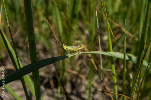 grasshopper sitting in the grass © Vladyslav