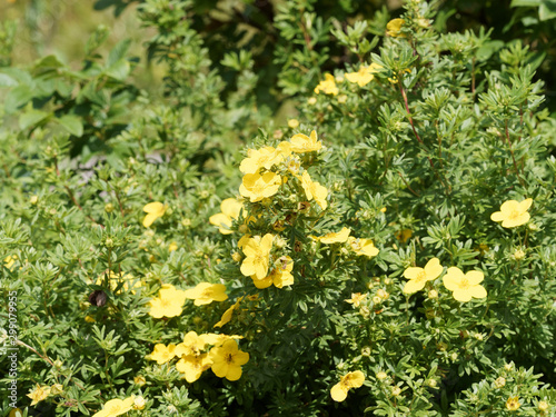 Potentilla ou Dasiphora fruticosa  |  Potentille arbustive ou Potentille frutescente au feuillage dense, argenté, elliptique et soyeux, aux fleurs jaunes or et brillant de floraison estivale photo