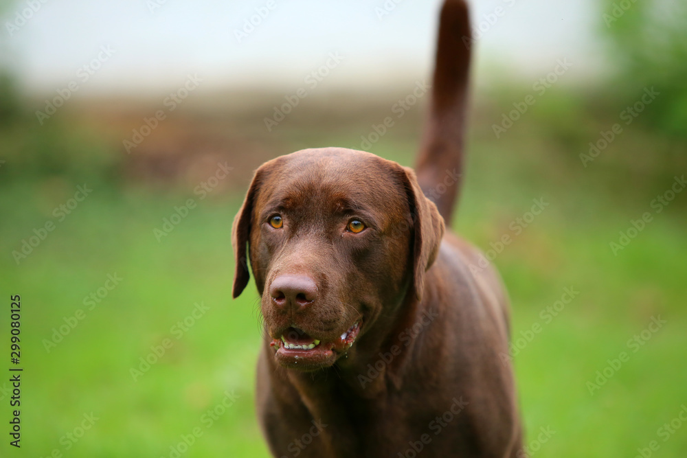 Labrador retriever chocolate colour portrait. Dog smiling.