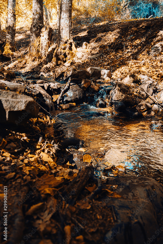 Creek in autumn chestnut forest in Spain with warm colors Creek in autumn chestnut forest in Spain with warm colors