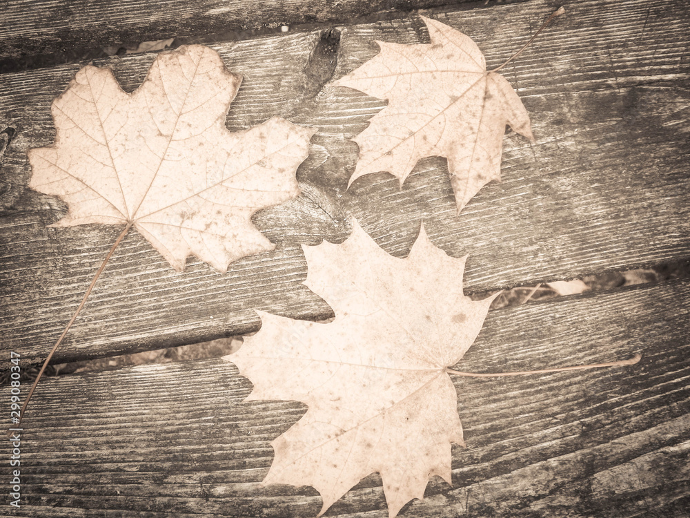 Autumn leaves on wood as nature background.