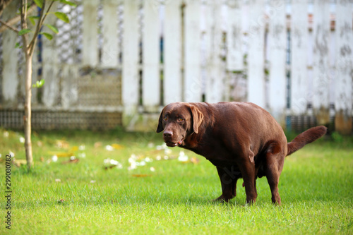 Labrador retriever defecating on grass. Dog shiting in the park. photo