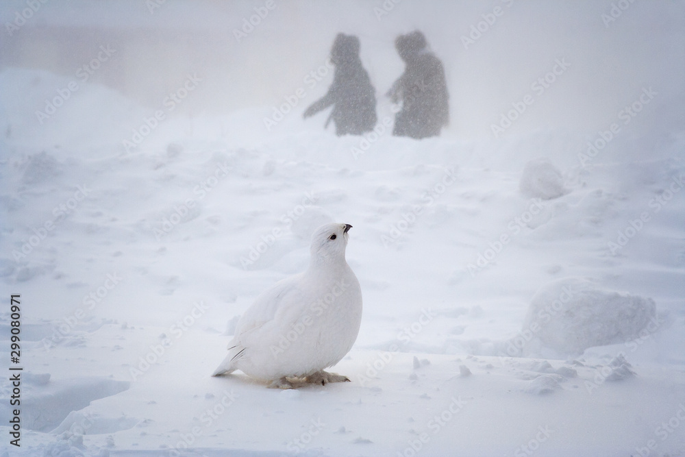 Partridge on a snowy street of the northern city. Snowdrifts after a snowstorm. Pedestrians walk along the sidewalk during a snowfall. Cold winter weather. A lot of snow. Anadyr, Chukotka, Russia. Partridge on a snowy street of the northern city. Snowdrifts after a snowstorm. Pedestrians walk along the sidewalk during a snowfall. Cold winter weather. A lot of snow. Anadyr, Chukotka, Russia.