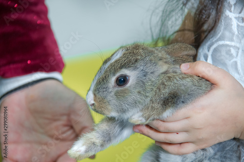 adorable lopsided bunny in hands. cute pet rabbit being cuddled by his owner. concept of love for animals. love your pet. don't buy, adopt an animal. A man holds a little rabbit in his palms .