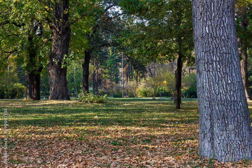 October morning - autumn landscape in a city park. October morning - autumn landscape in a city park.