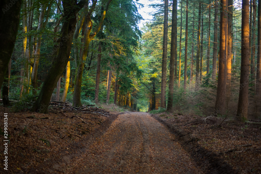 Obraz premium Path in the forrest in Ermelo the netherlands