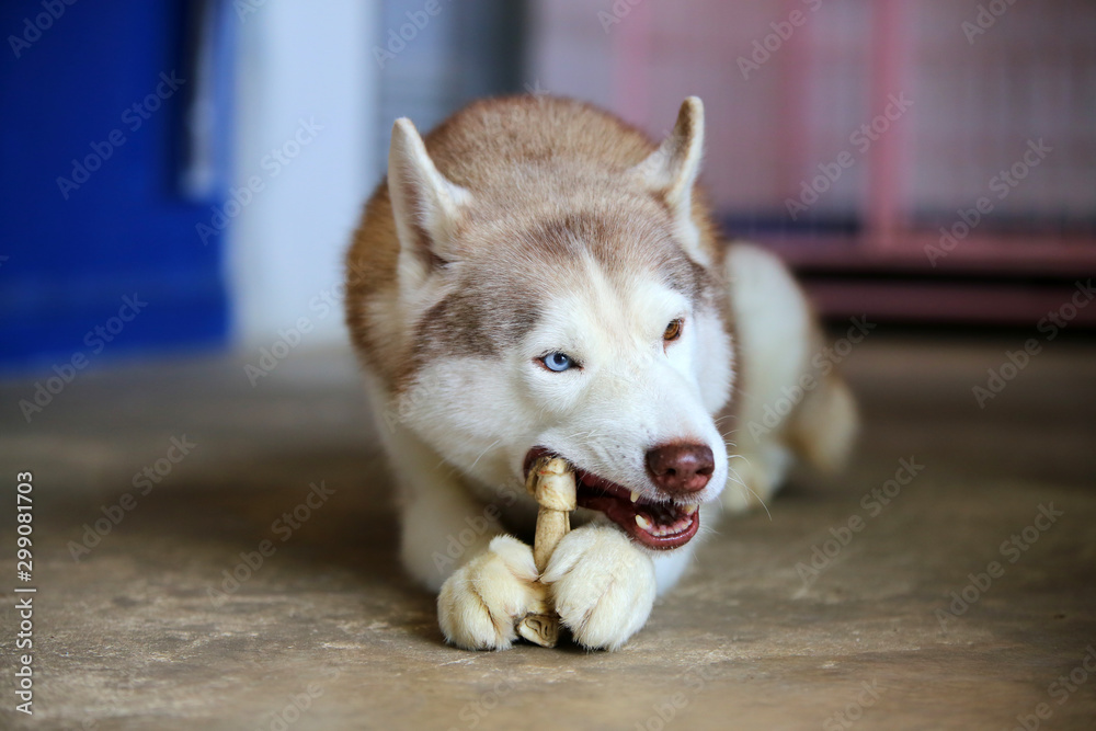 Are Bones Safe For Siberian Husky Puppies