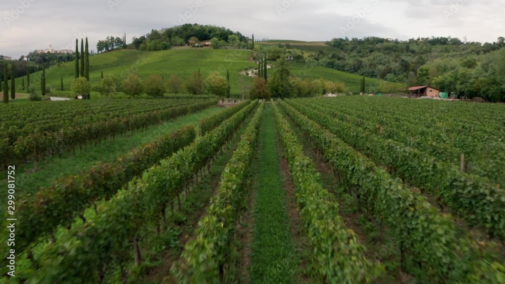 Drone view of vineyards in Friuli, Italy Drone view of vineyards in Friuli, Italy