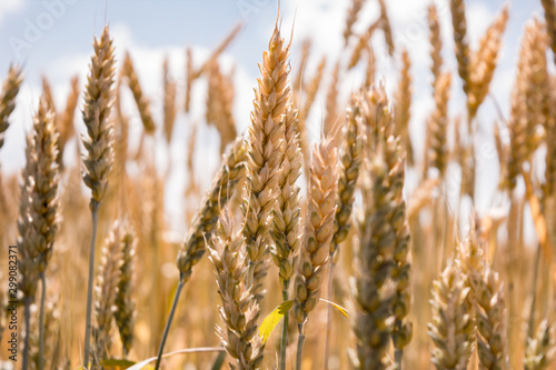 ears of wheat on the field