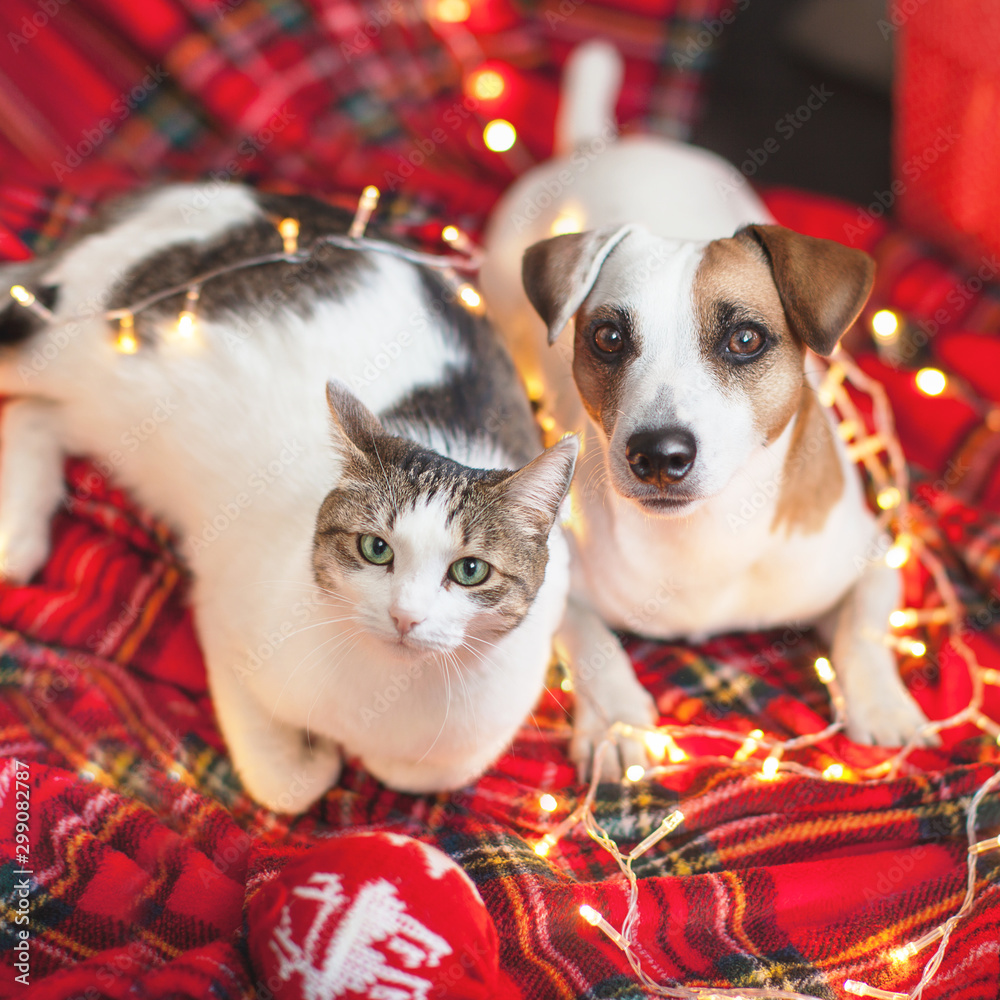 Dog and cat in christmas decoration