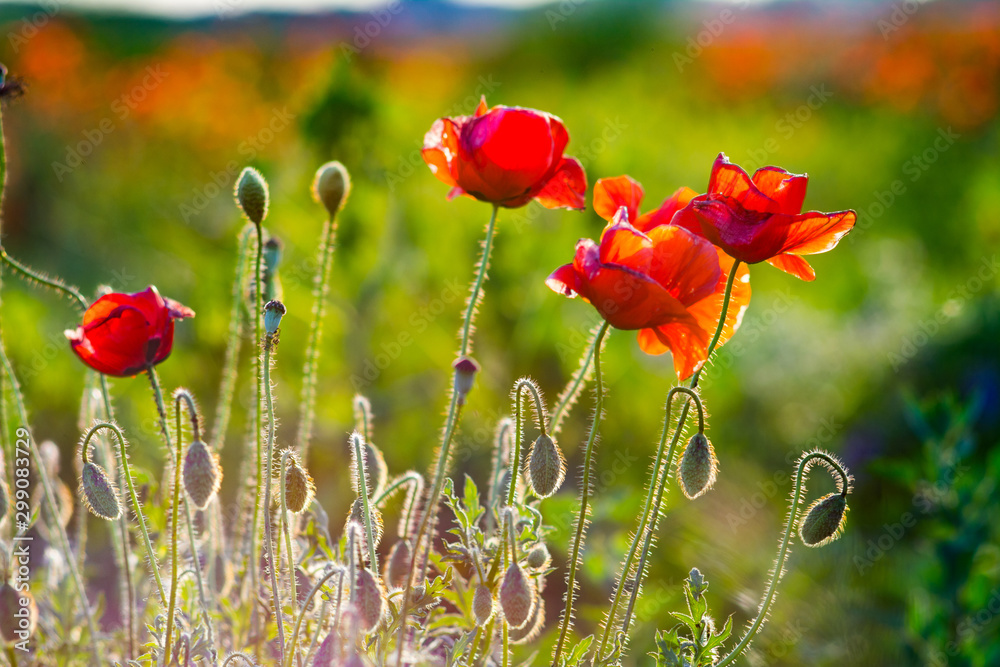Obraz premium red poppy flowers and heads