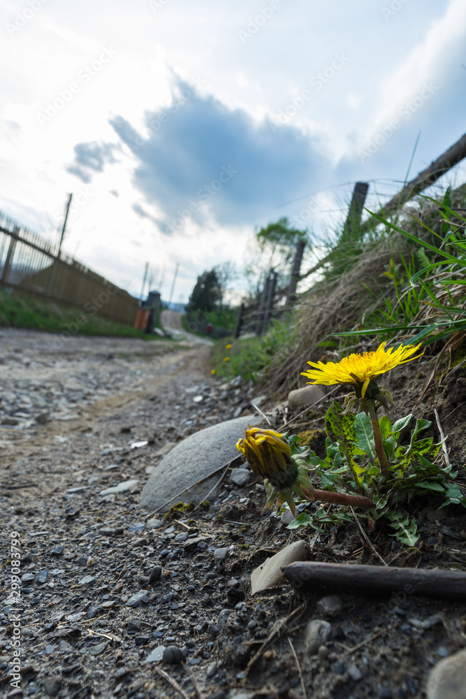 Naklejka premium Yellow dandelion under the rural fence and country road.