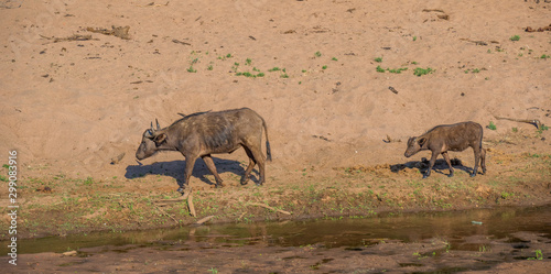 A Cape buffalo cow and calf walks alongside a stream of water in the Kruger National Park in South Africa image with copy space in horizontal format photo