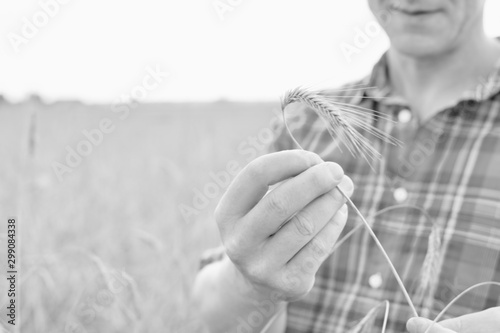 Black and white photo of mature farmer looking at wheat crop in field