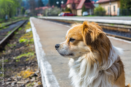 red and white dog waiting for the owner