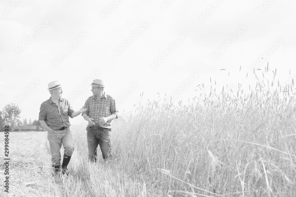 Black and white photo of Mature showing wheat field to senior farmer Black and white photo of Mature showing wheat field to senior farmer