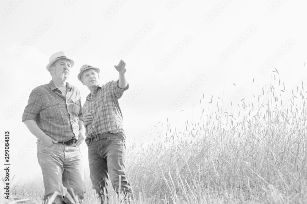 Black and white photo of Mature showing wheat field to senior farmer