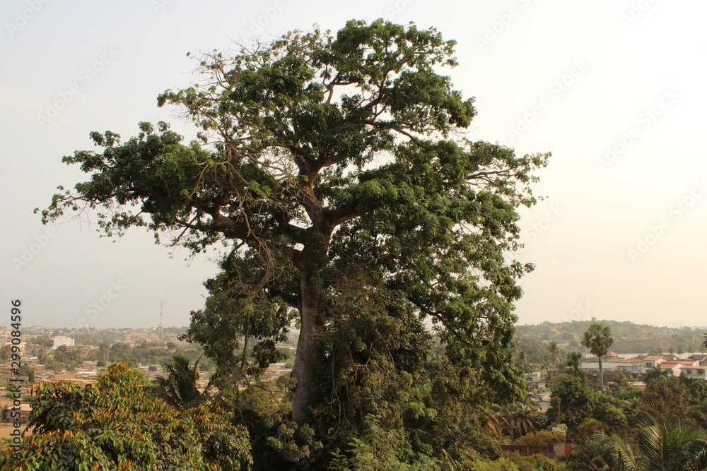 Obraz premium Bel arbre