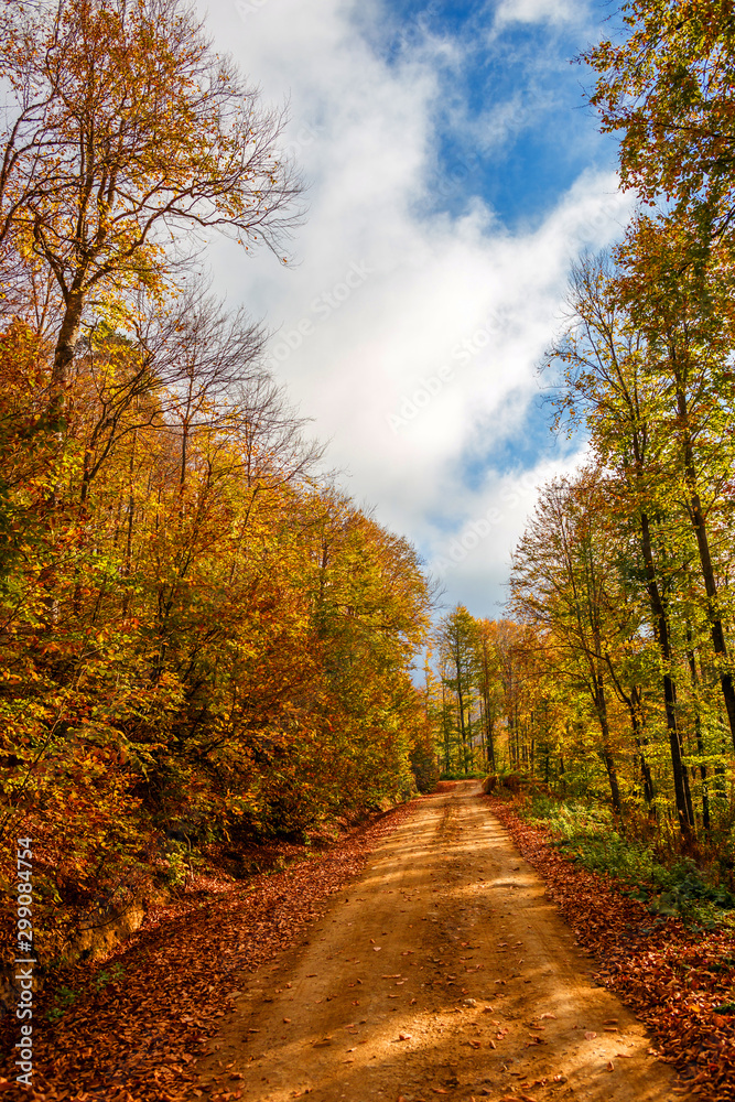 Obraz premium road in the forest