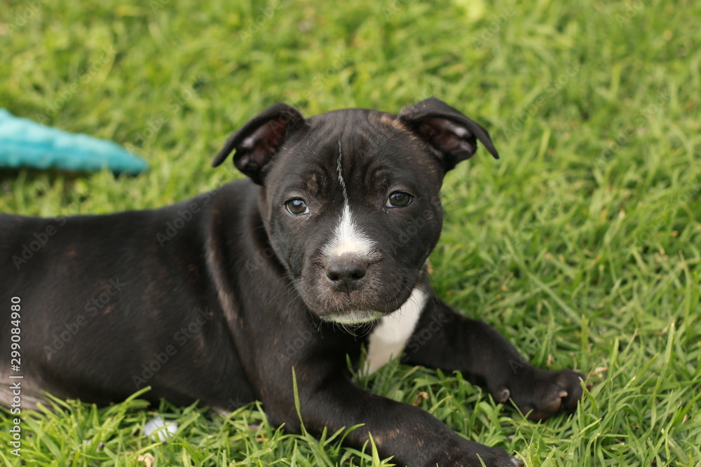 cute young 6 week old Staffordshire terrior pups playing in their family backyard, having fun with their siblings cute young 6 week old Staffordshire terrior pups playing in their family backyard, having fun with their siblings