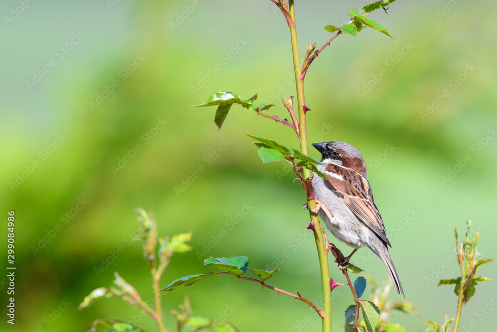 Sparrow Sparrow
