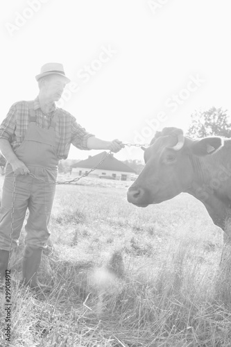 Black and white photo of Senior farmer petting cow in farm
