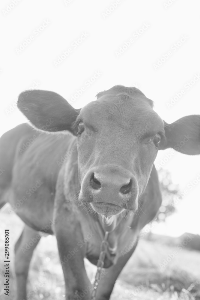 Black and white photo of cow in field