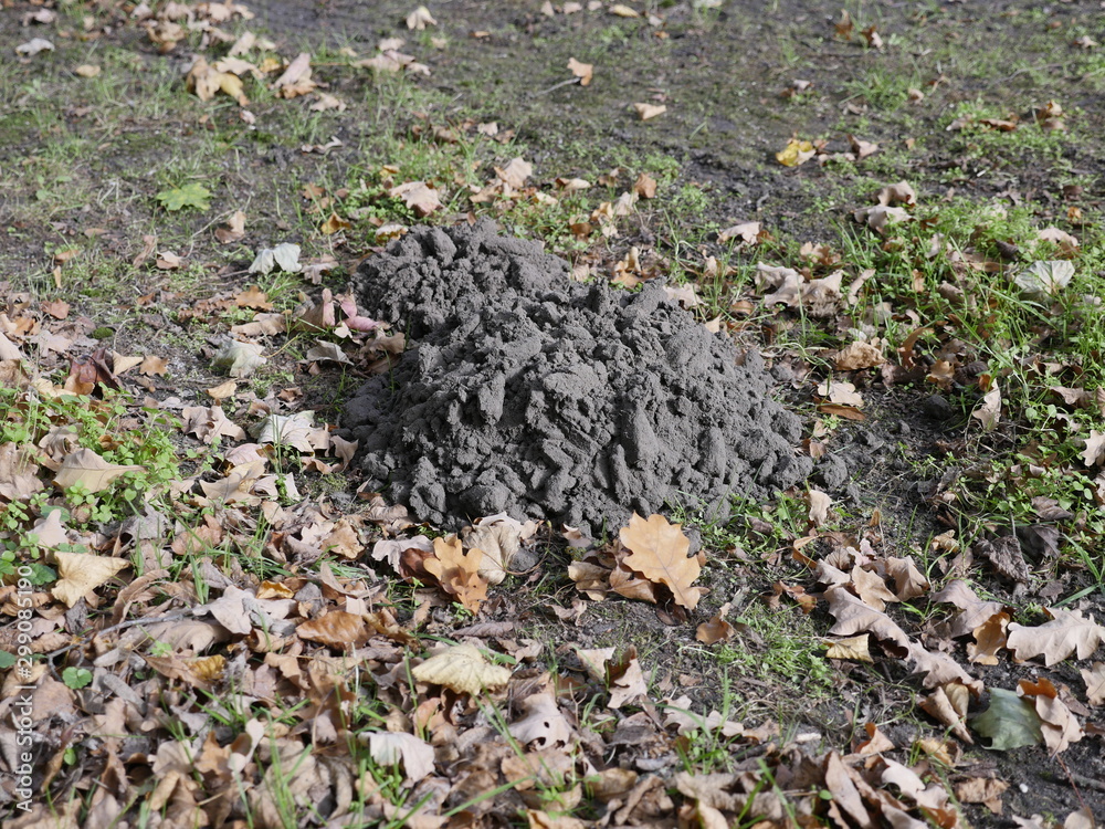 Obraz premium Maulwurfshügel