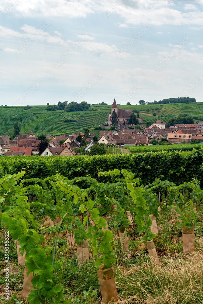 walk through the French vineyards of Alsace